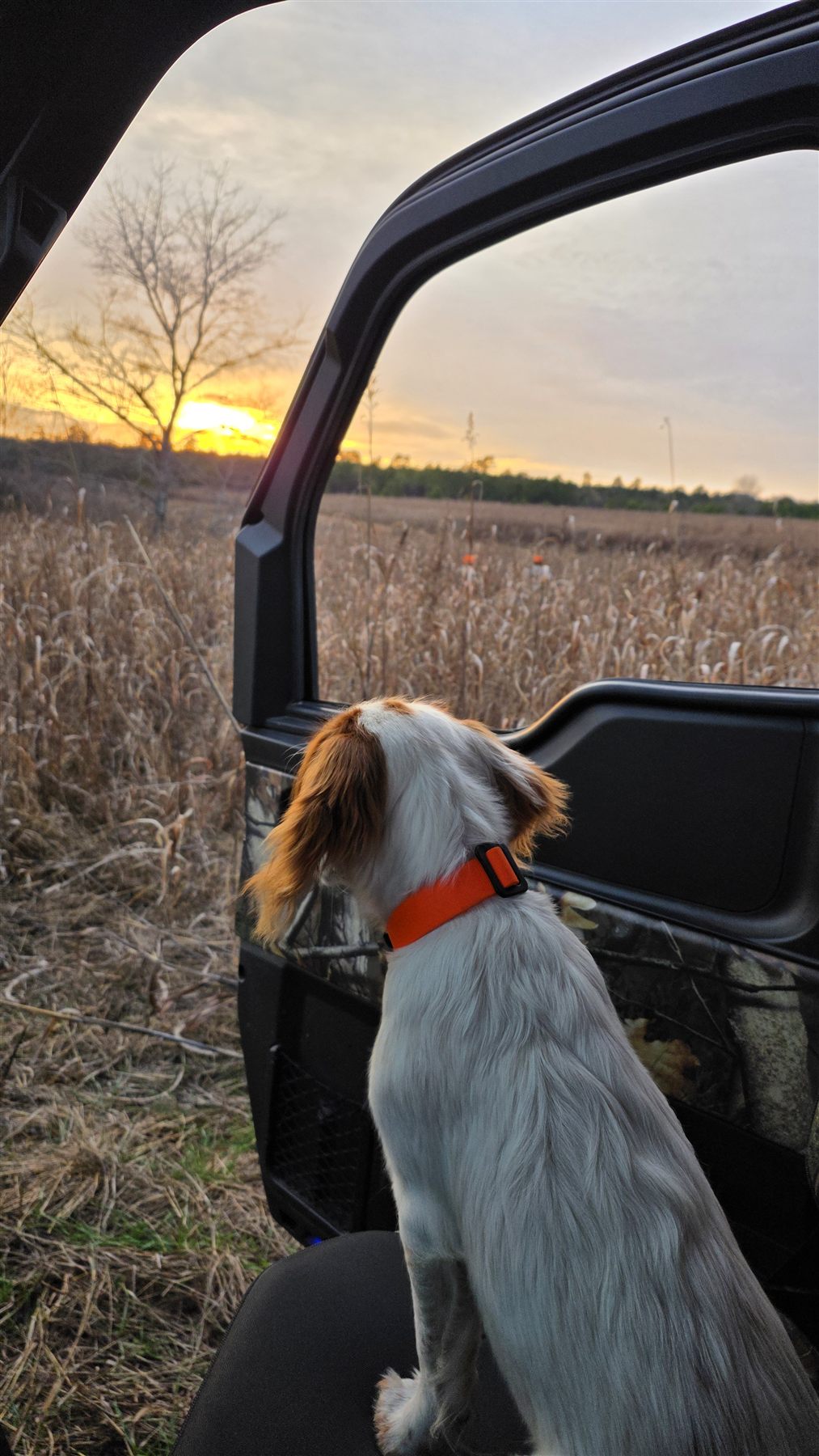 Bird dog riding out at sunrise