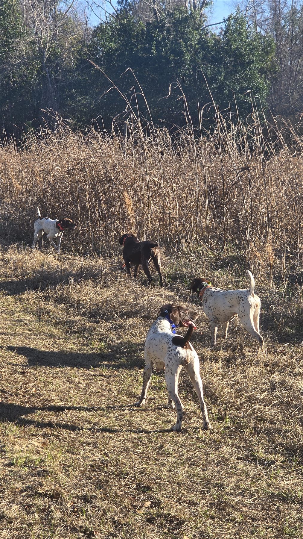 A string of pointers working the field edge