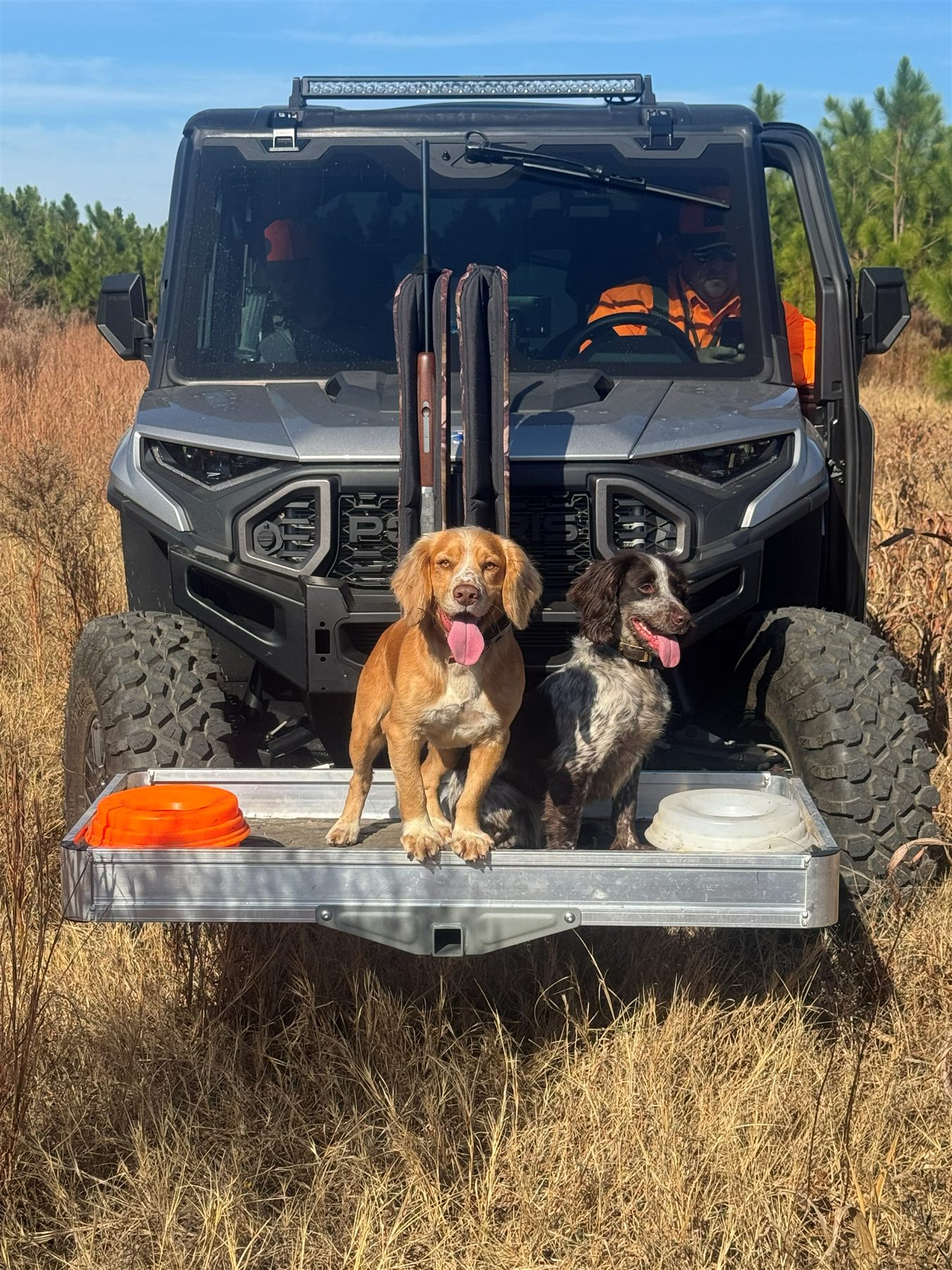 Two bird dogs on the buggy tailgate with shotguns racked