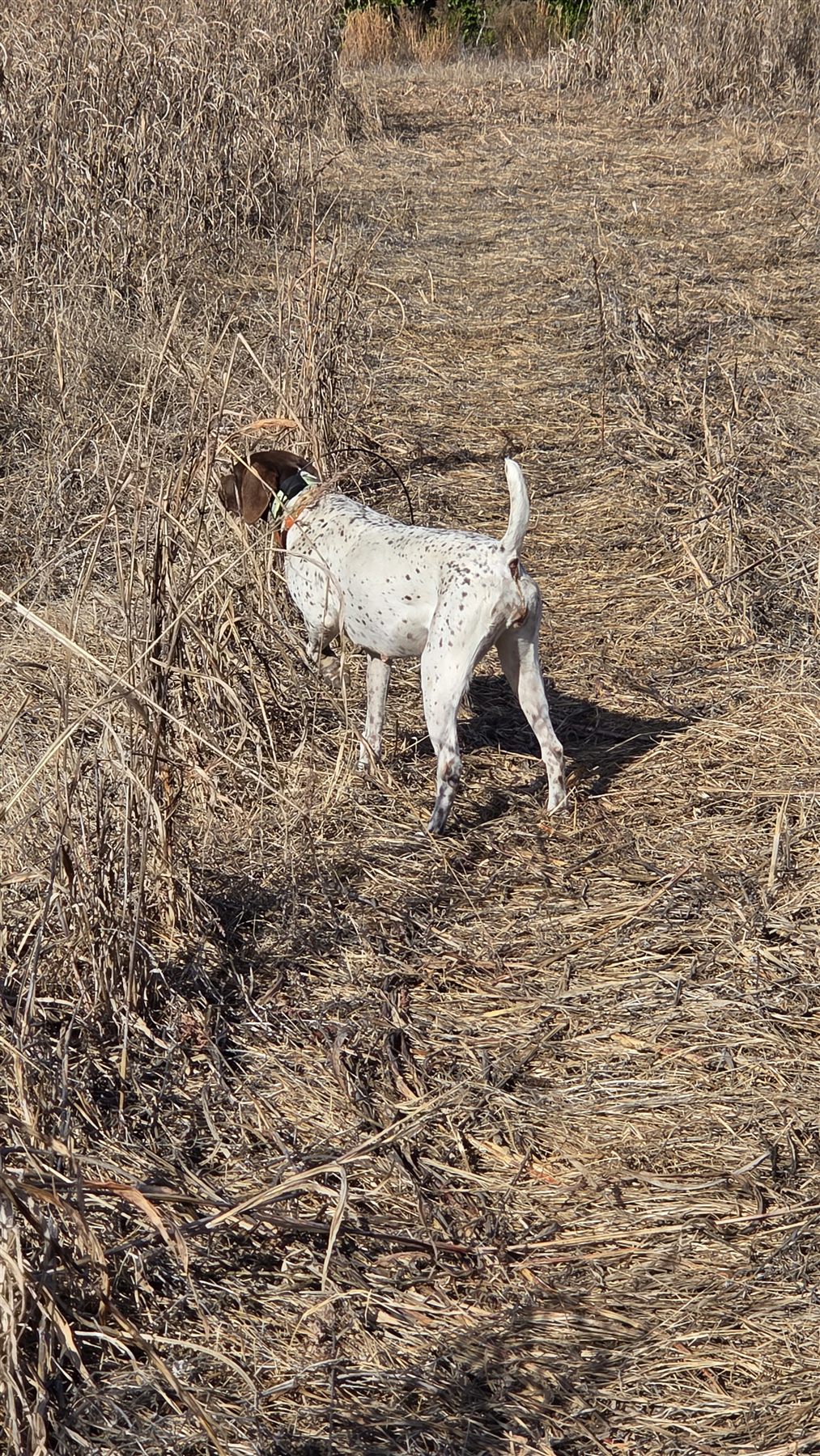 Pointer locked on point in the broom straw