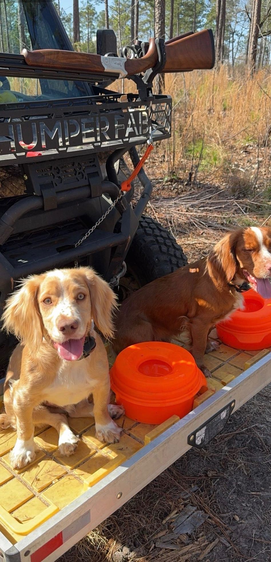 Two spaniel pups on the buggy rack under the gun rack