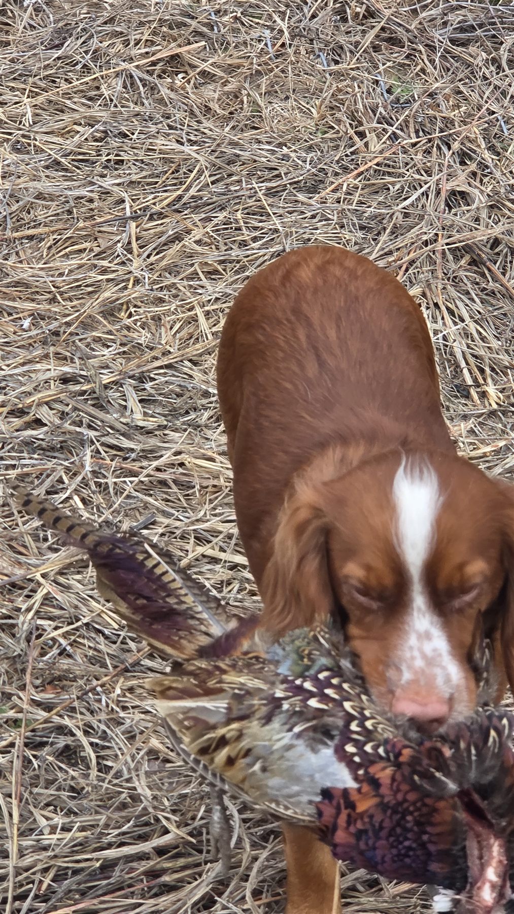 Spaniel retrieving a pheasant
