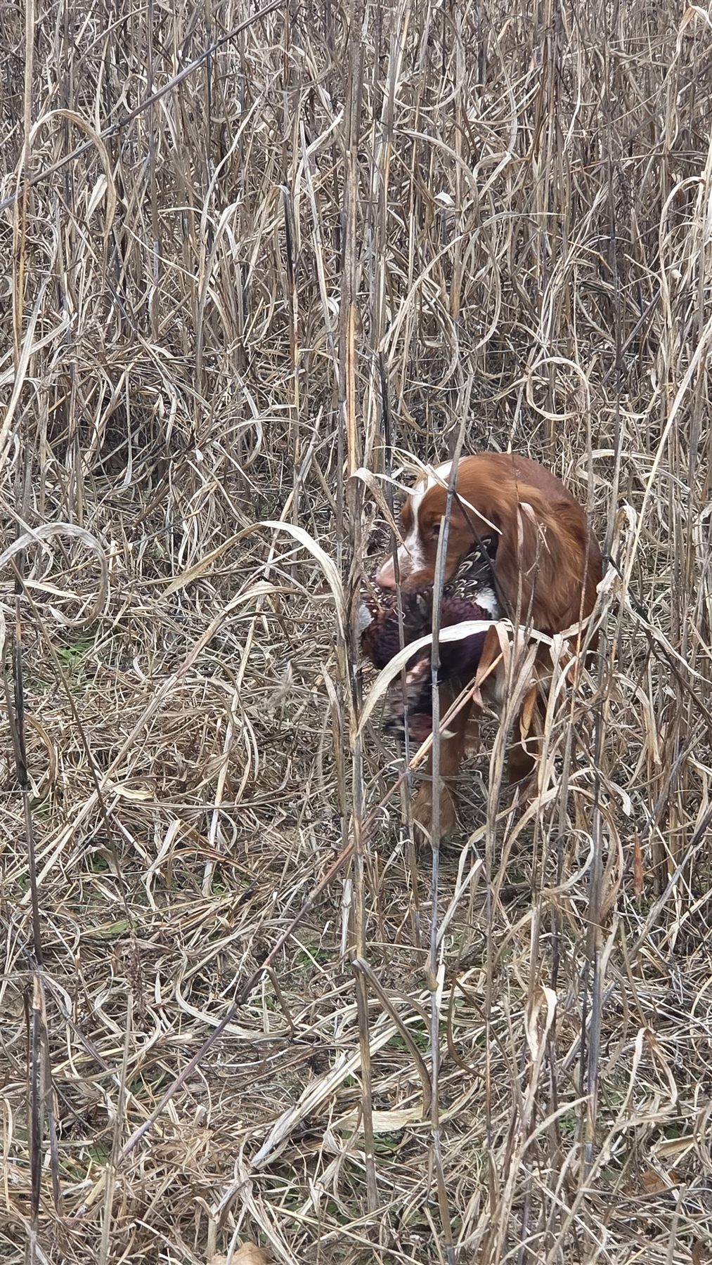 Spaniel coming through cover with a pheasant